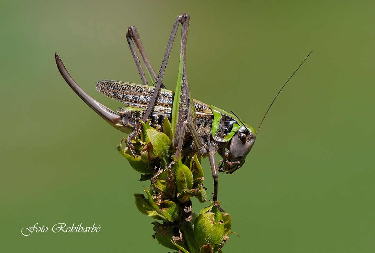 Cavalletta... militare....