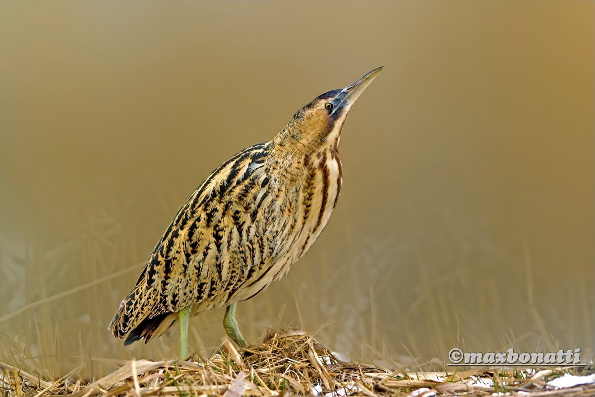 Bittern (Botaurus stellaris)