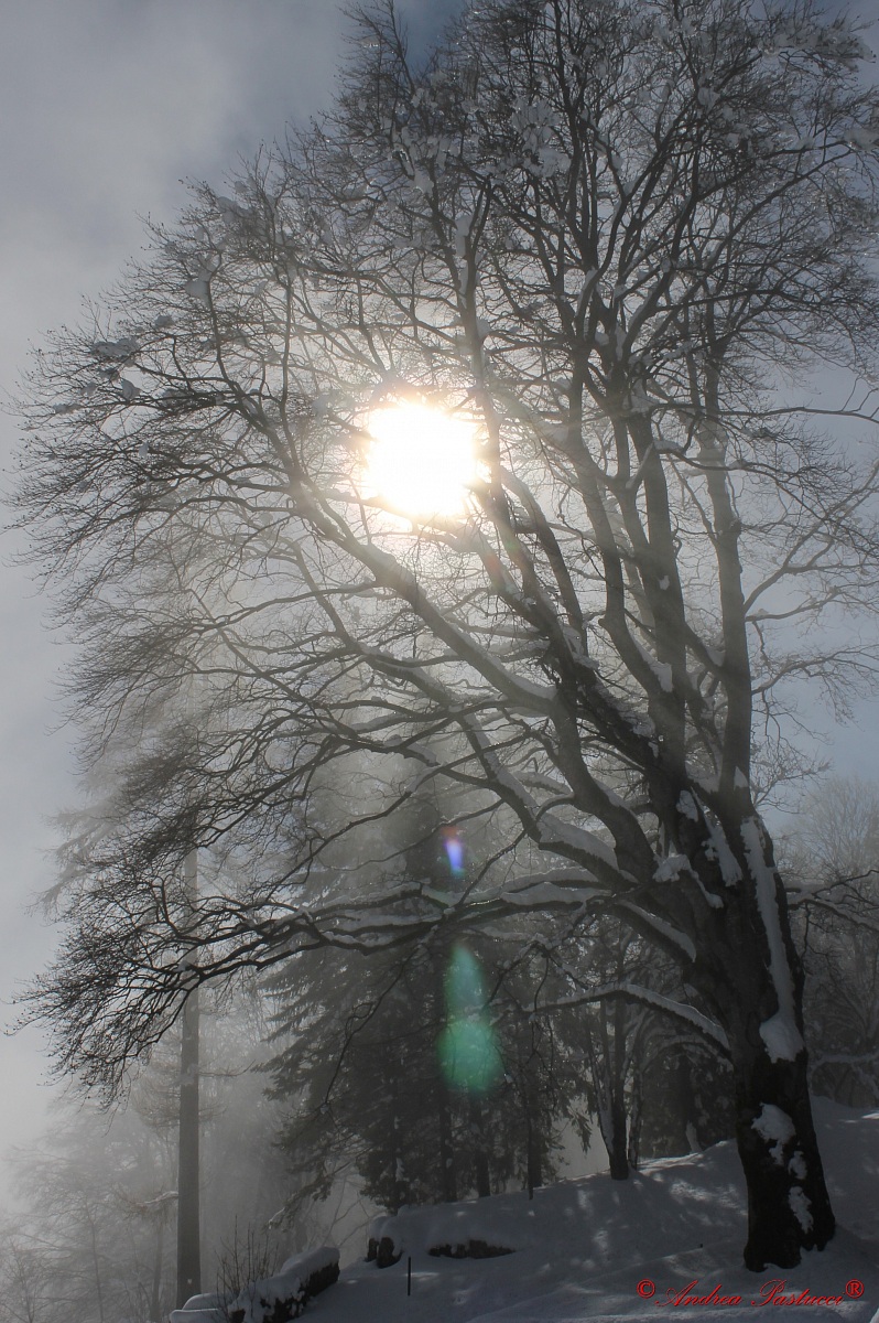 quell'albero confuso, in mezzo alla nebbia