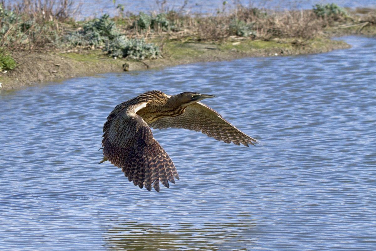 bittern in flight ........ caught!!