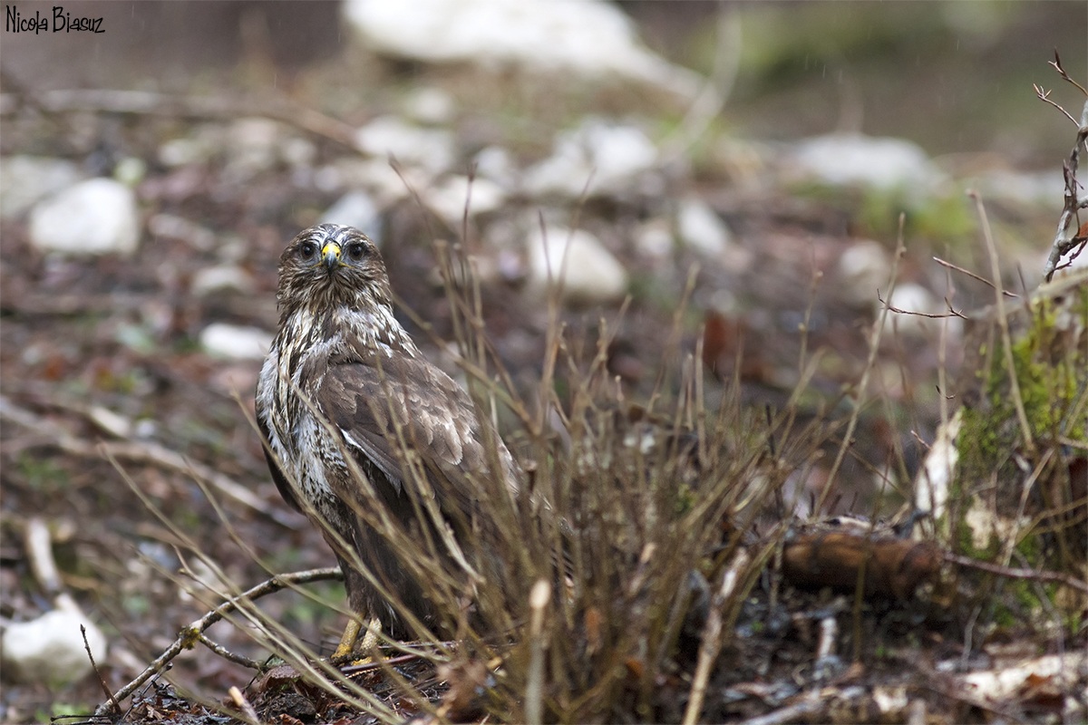 Buzzard (Buteo buteo)