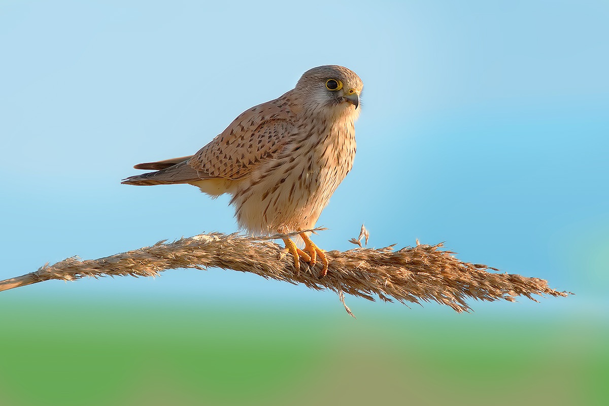 Kestrel (Falco tinnunculus)