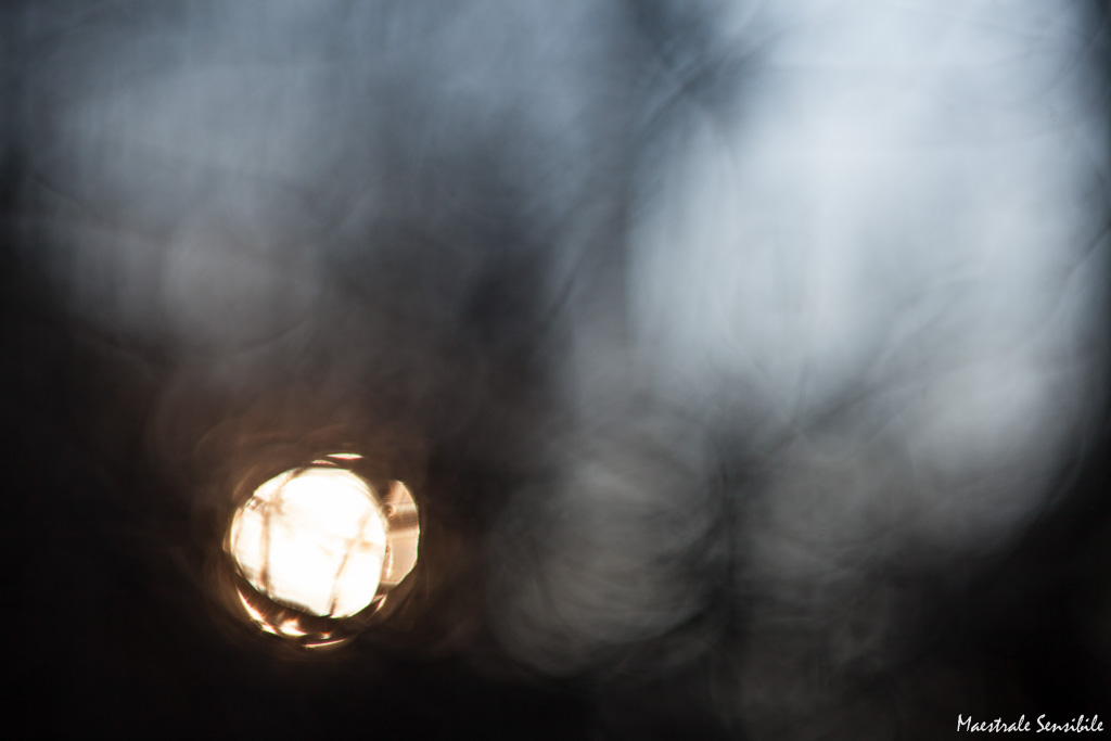 Ultimo sole nel bosco