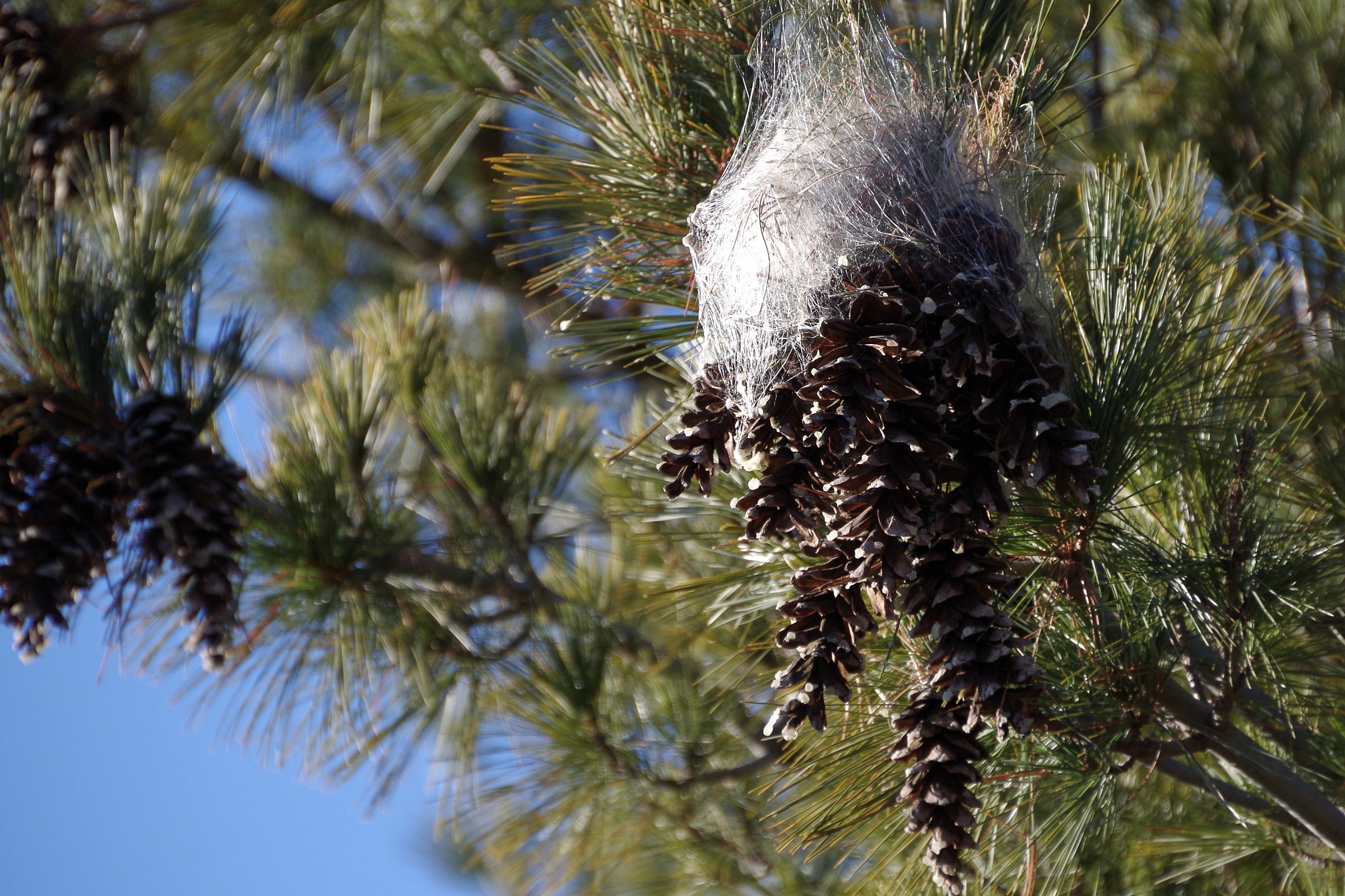le pigne con i capelli...