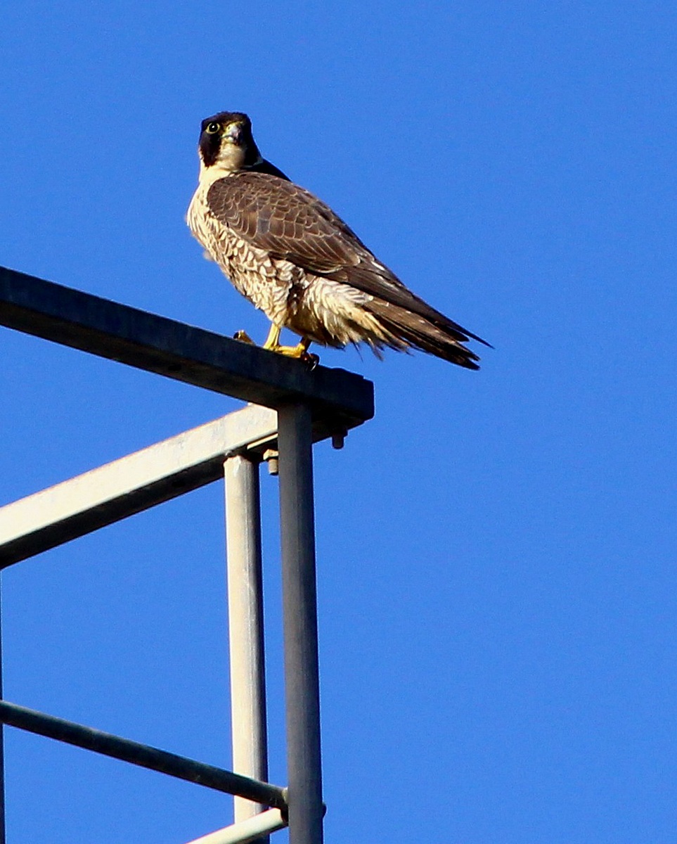 Giovane Falco pellegrino