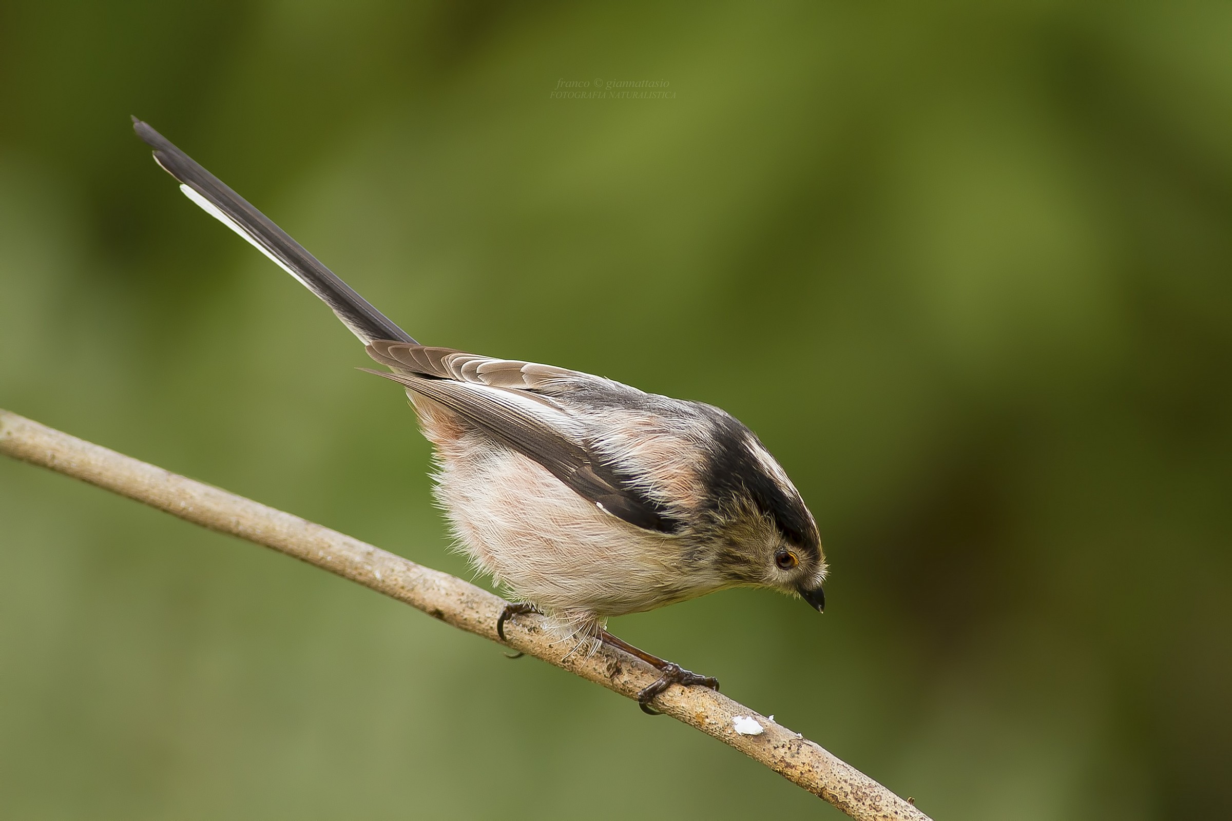 Long-tailed Tit.
