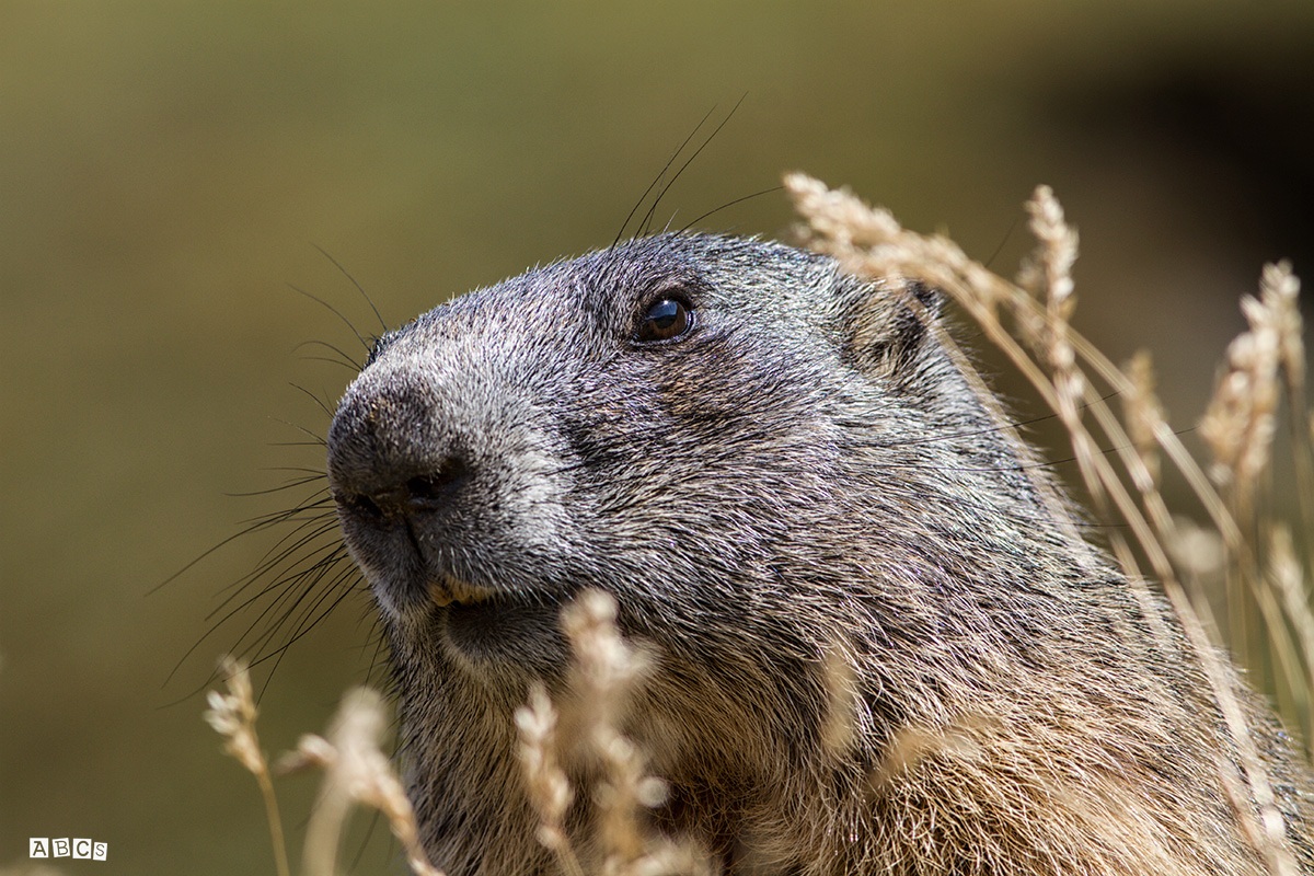 altra marmotta altro regalo... :-)