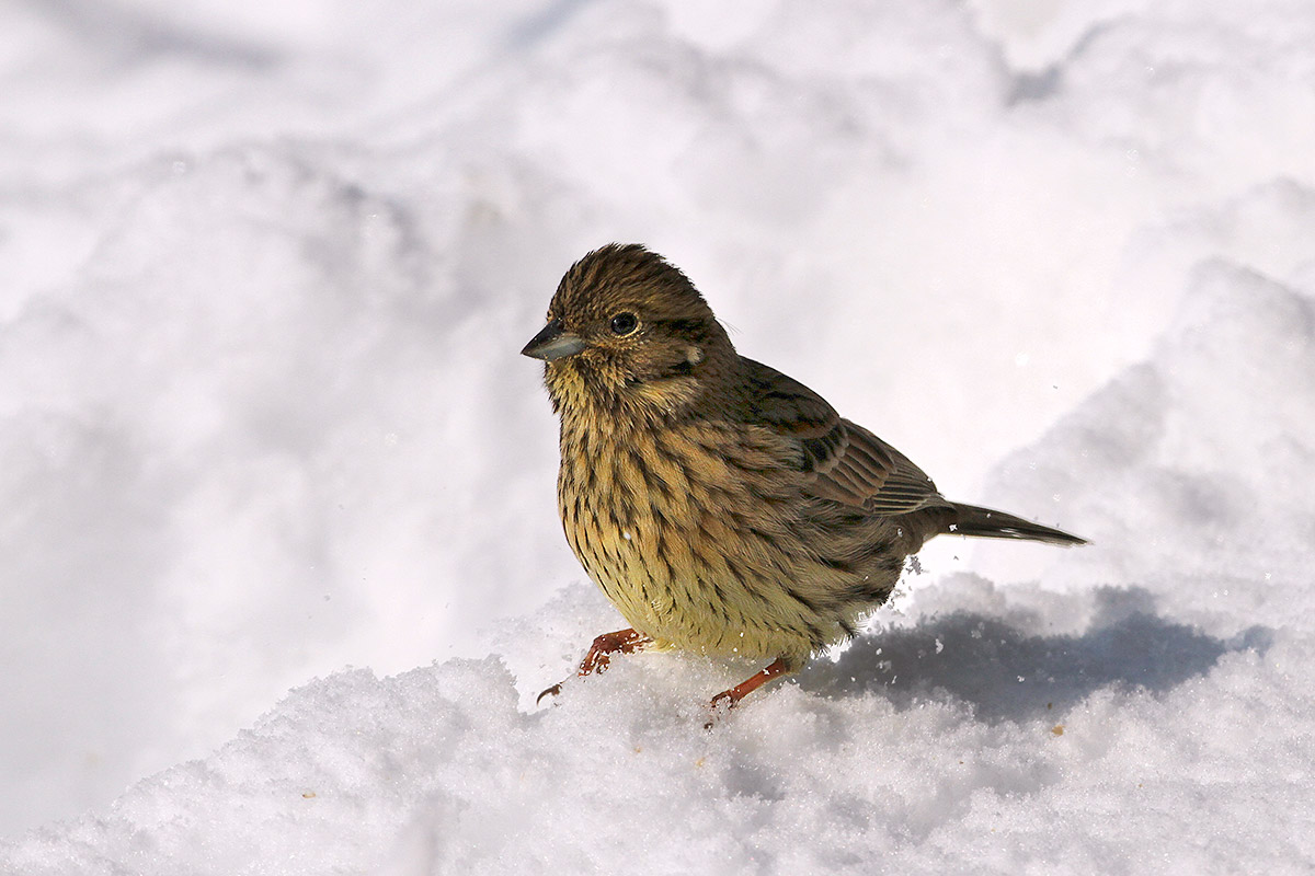 Bunting black (female)