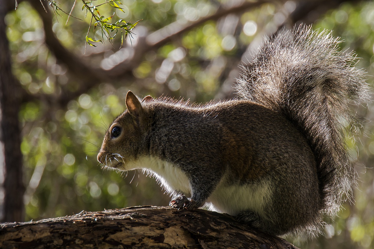 Scoiattolo ai Parchi di Nervi