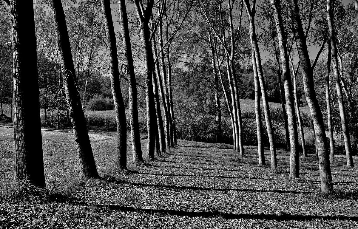 nature in black and white ...