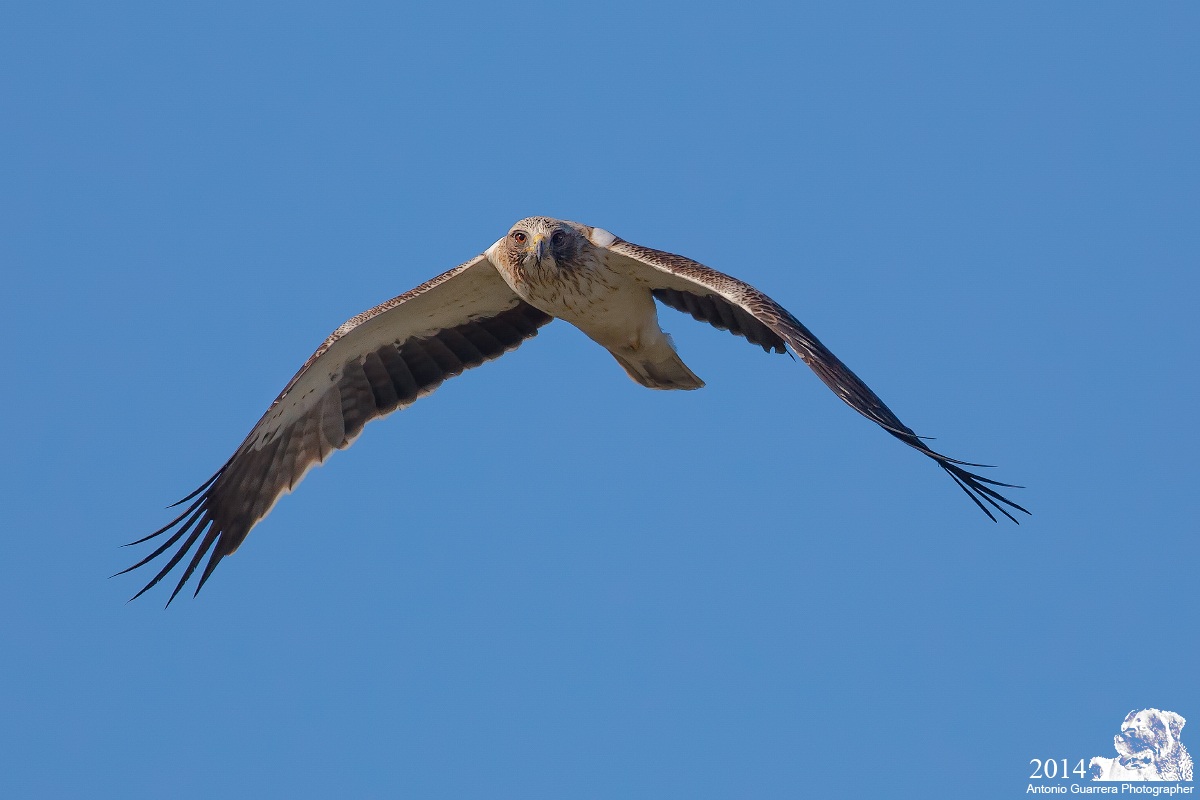 Face to face (Aquila Pennata)