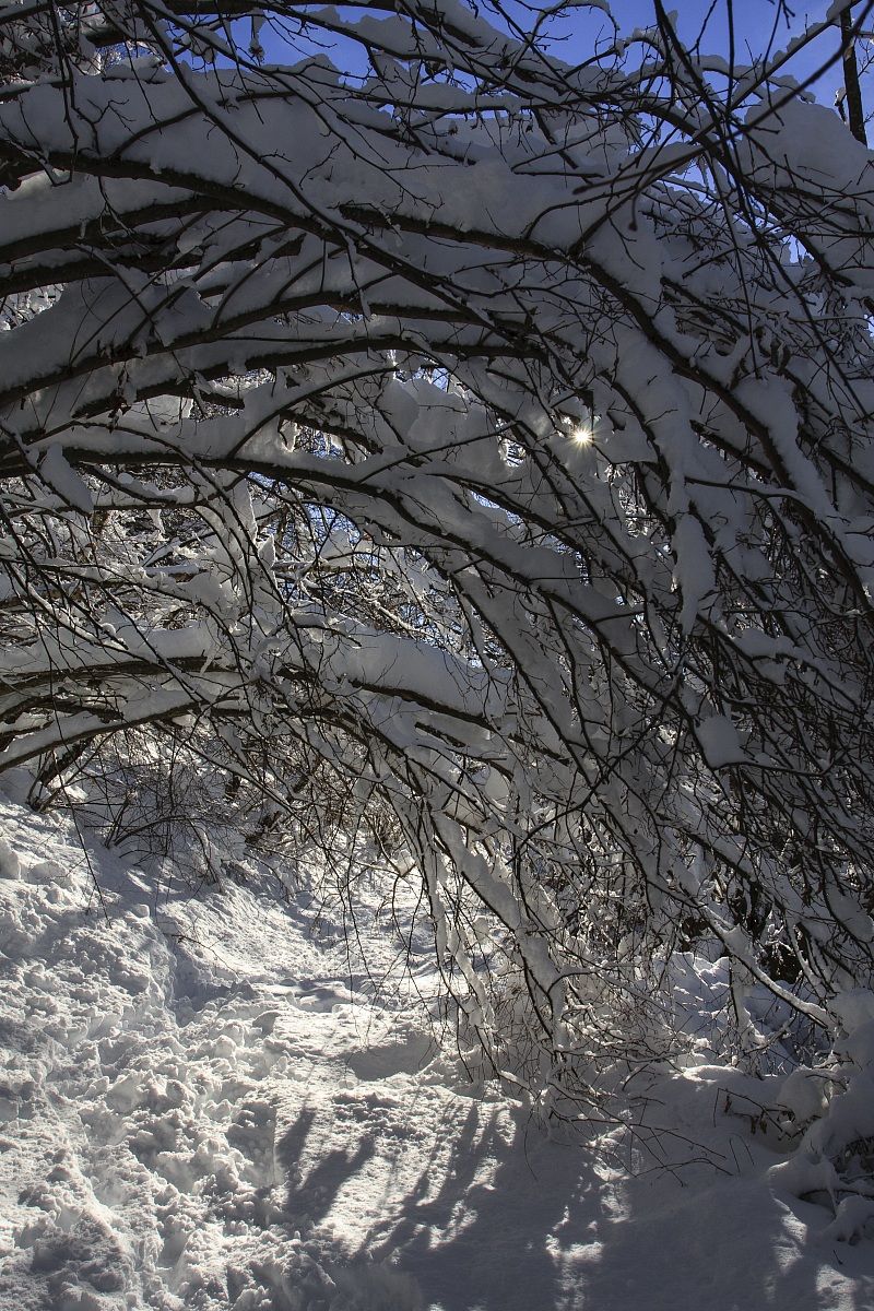 Sun among branches covered with snow