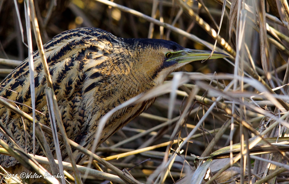 bittern squatted