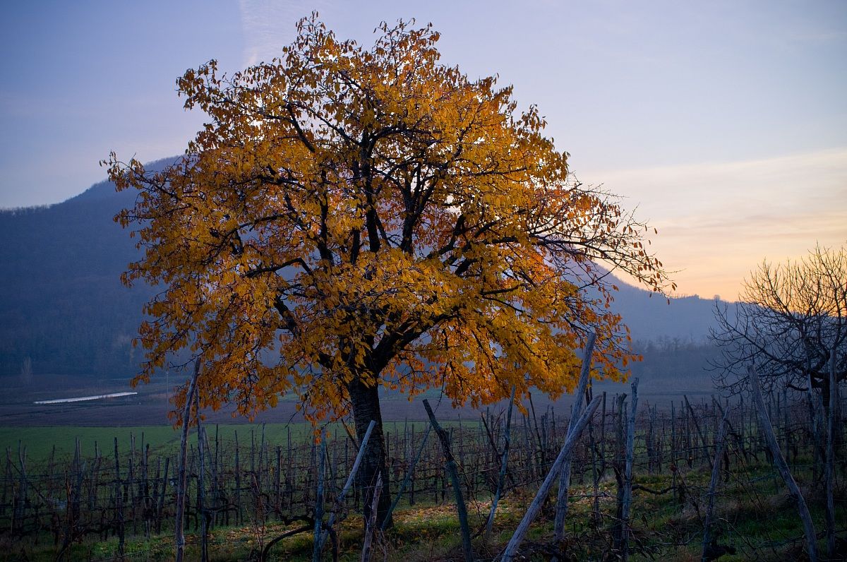 Ciliegio d'autunno
