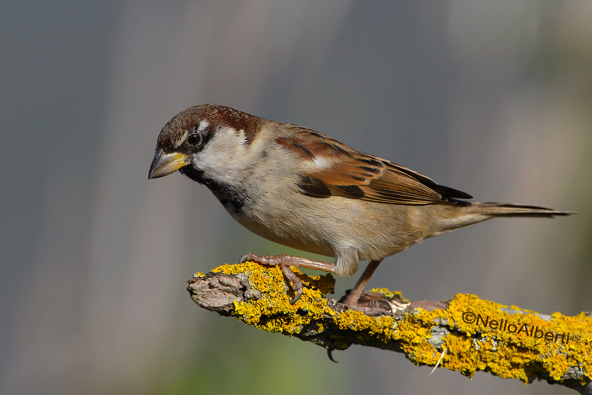 a simple sparrow!