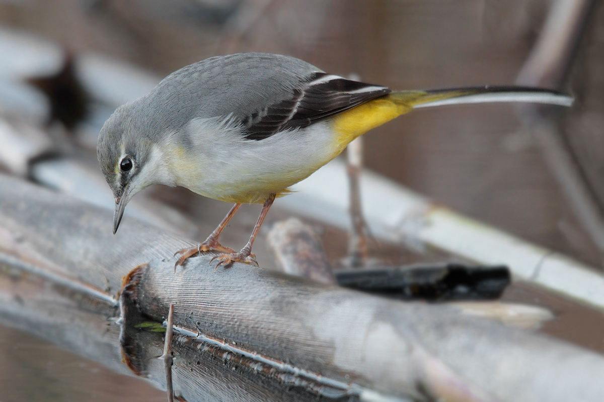 Yellow Wagtail