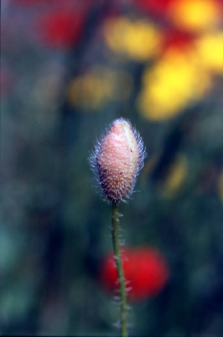 papavero chiuso