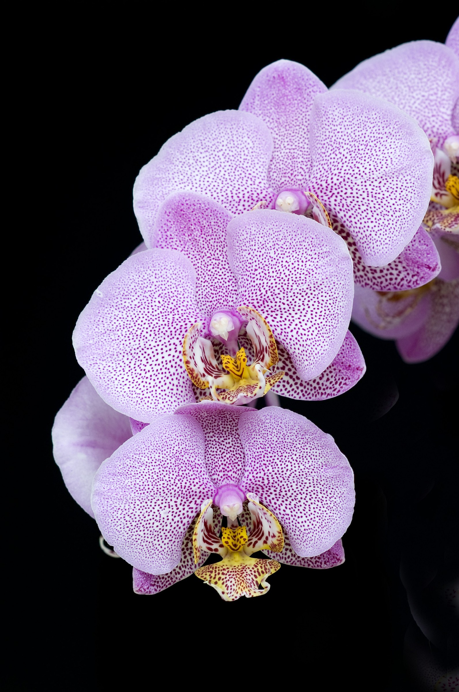 orchidee