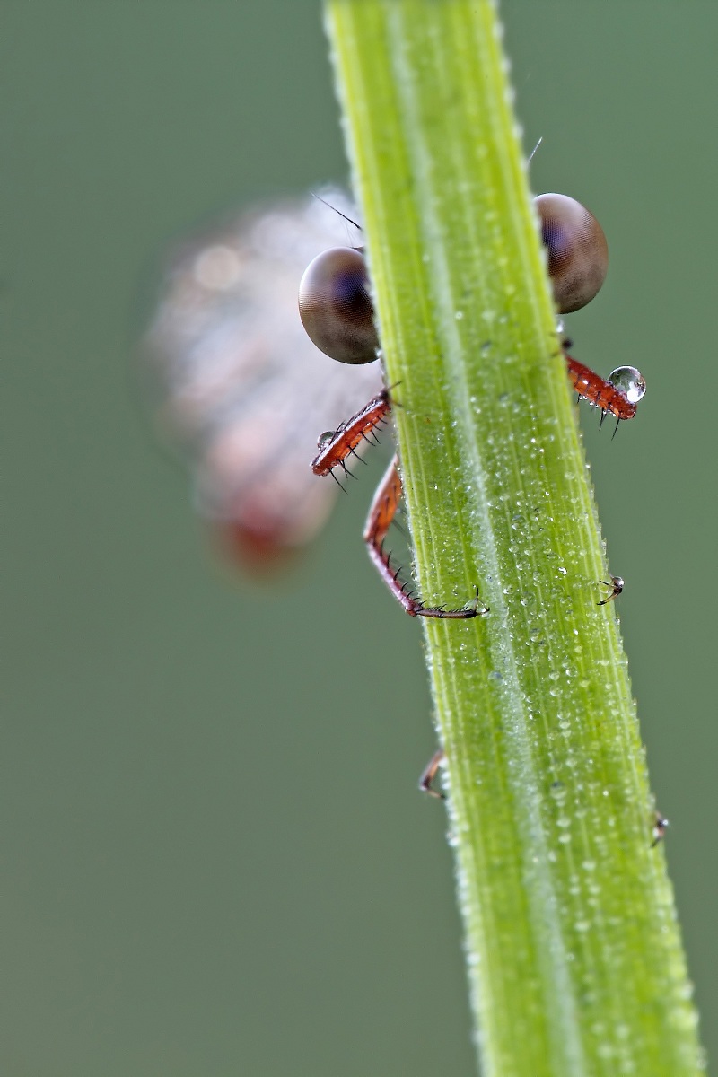 Io .....Mi Vergogno !!!!