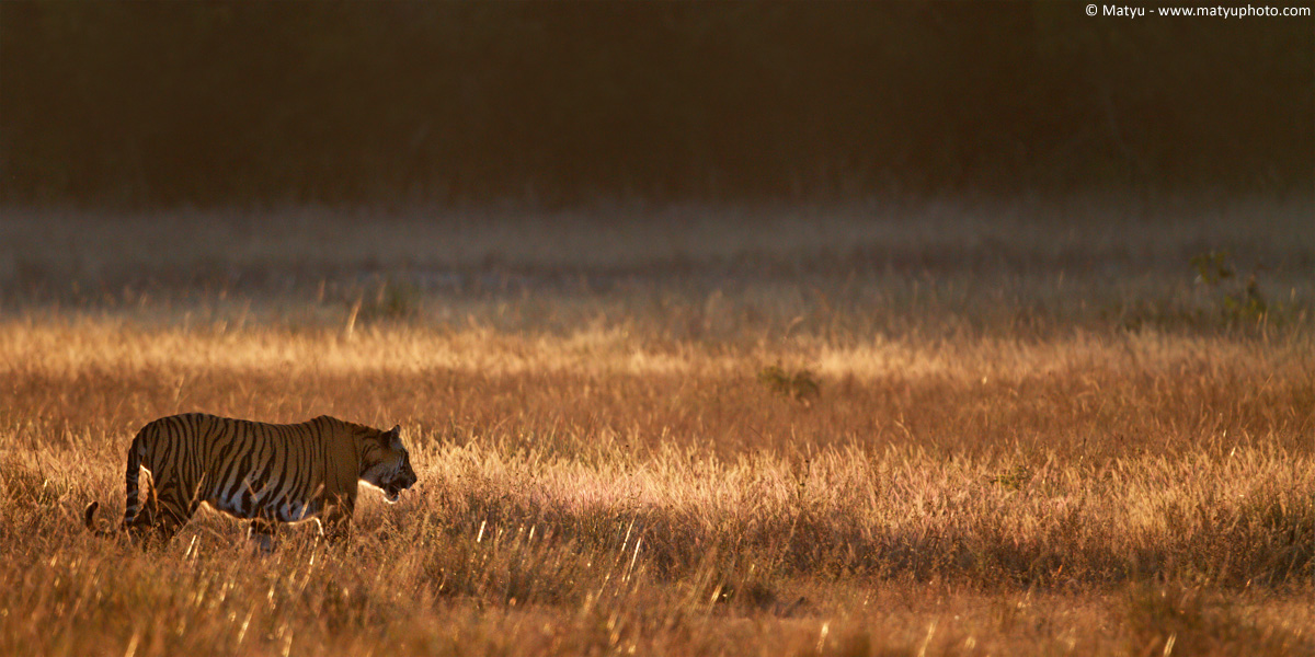 Tiger at sunset