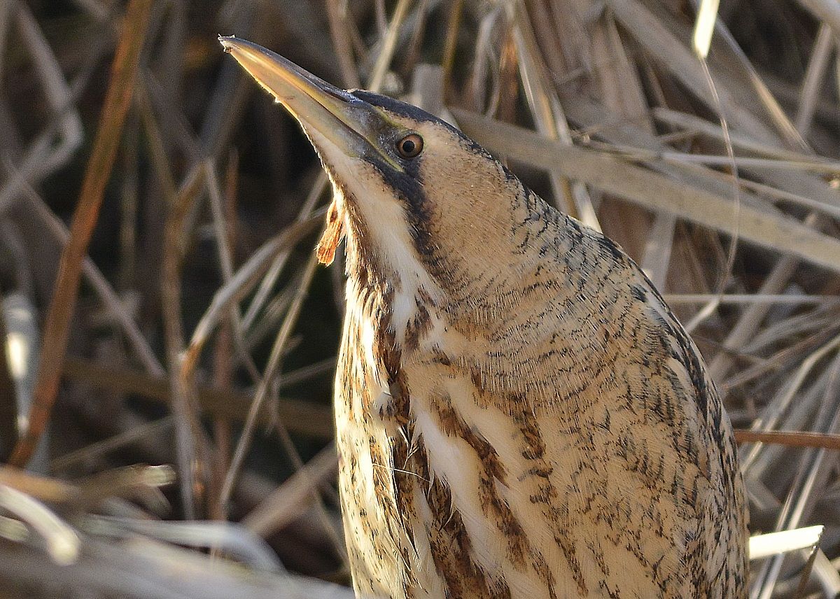 Bittern