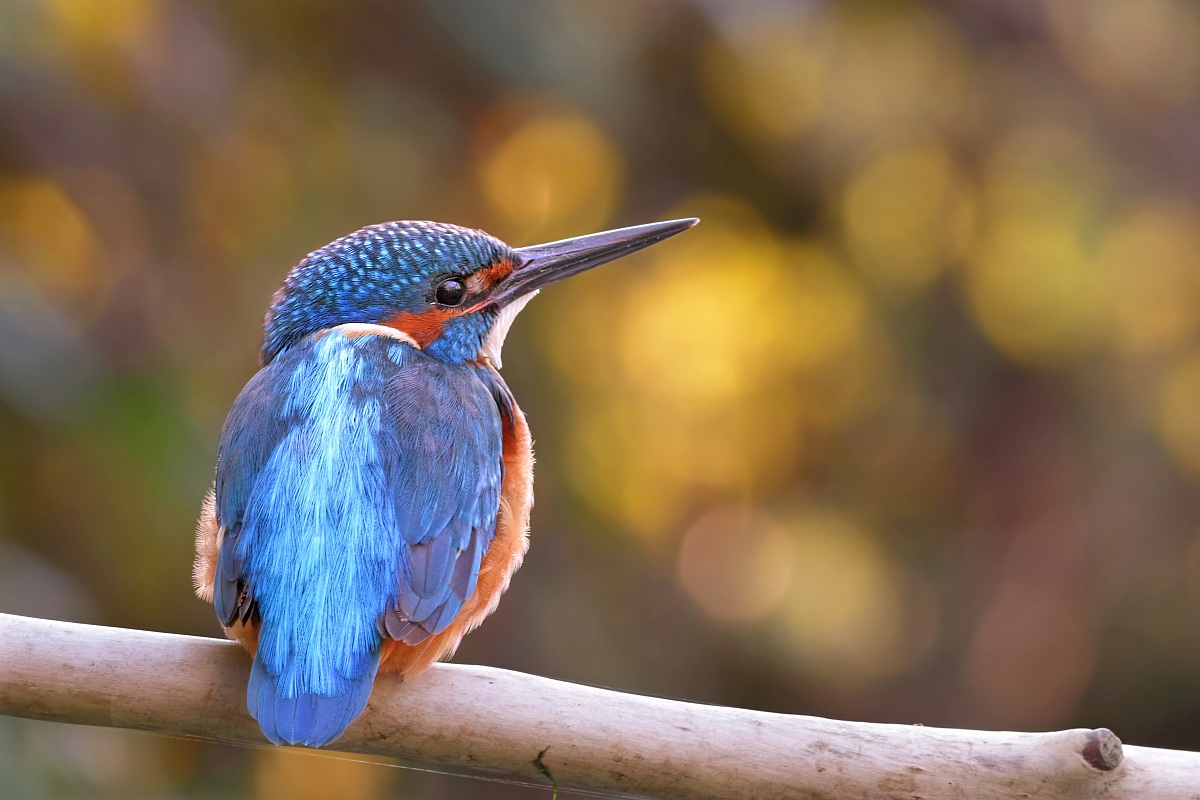 Controluce autunnale