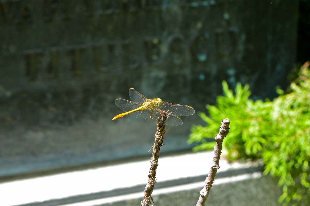Dragonfly