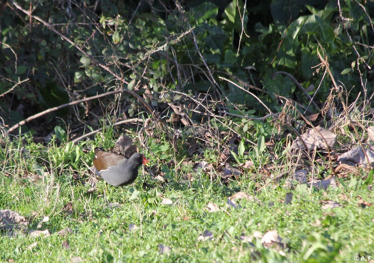 Moorhen