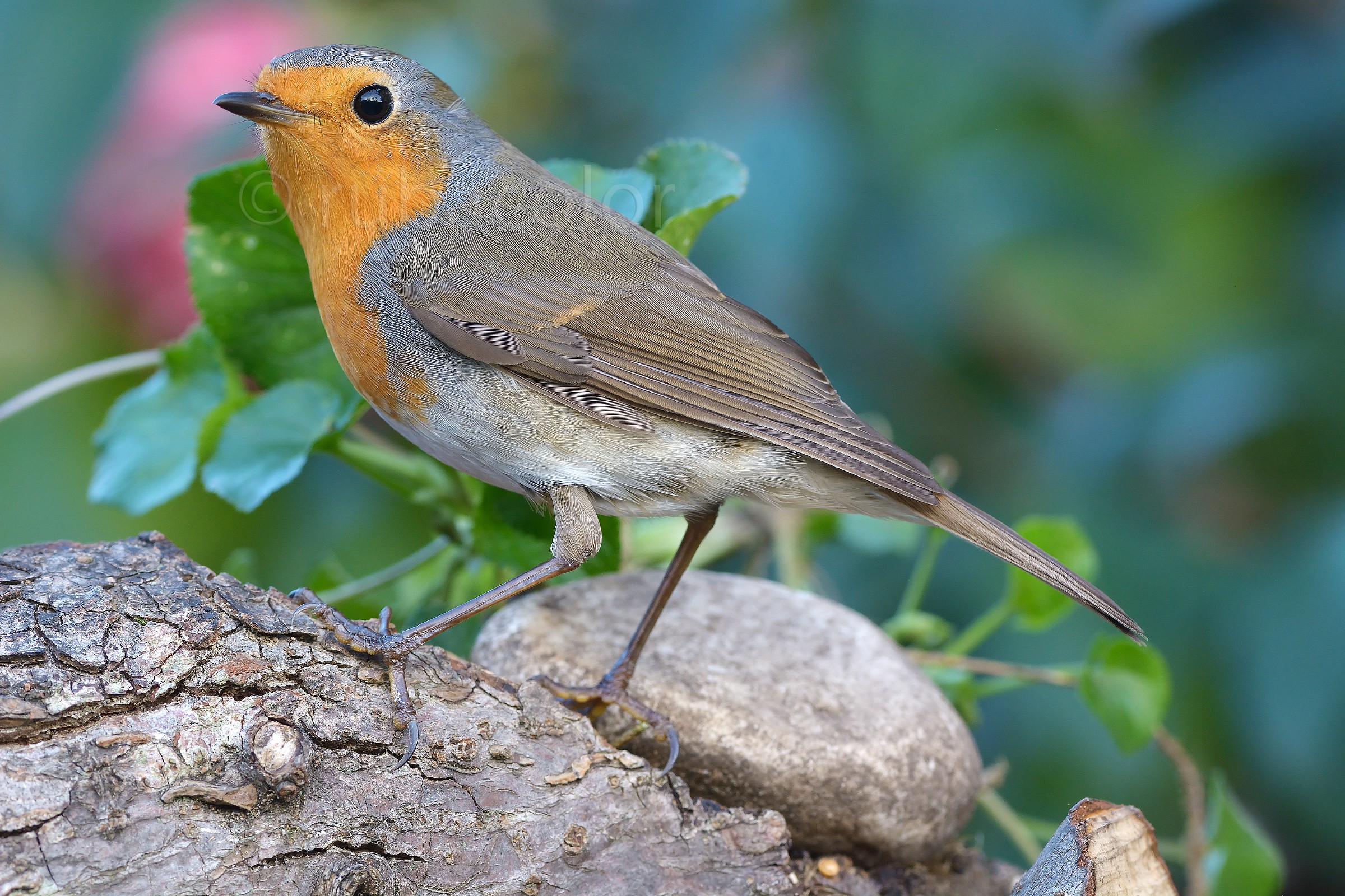 For a few extra pen .... Focus