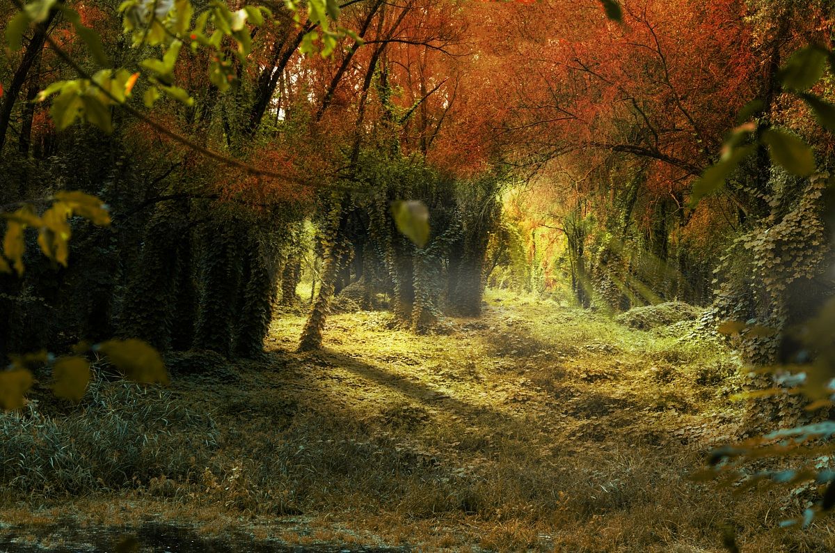piccolo angolo di bosco