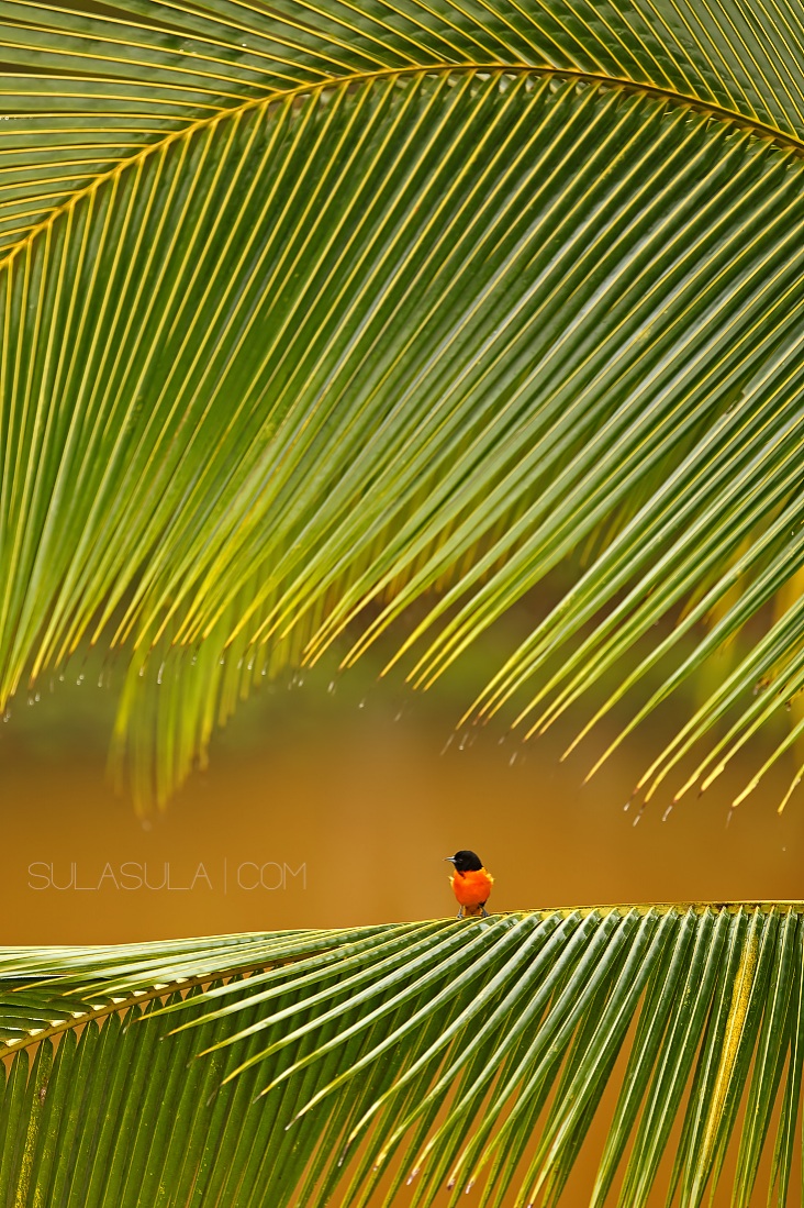 Baltimore Oriole | Costa Rica