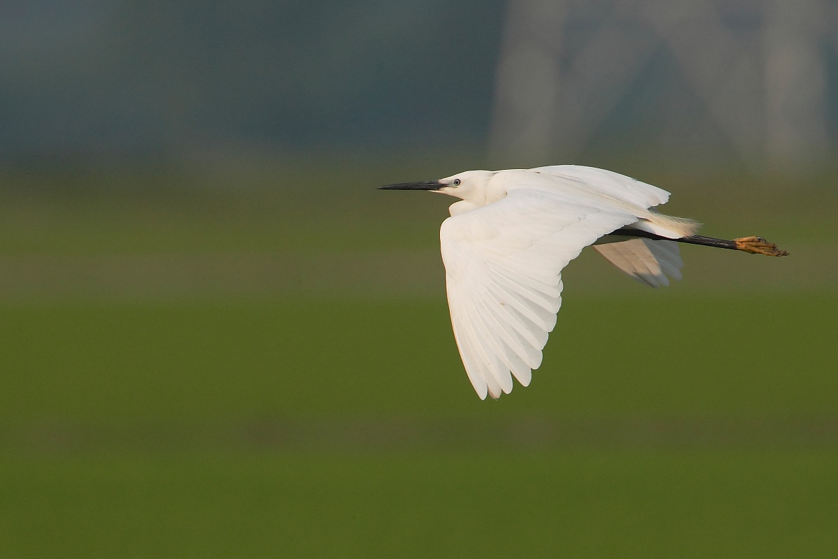 Egret in flight