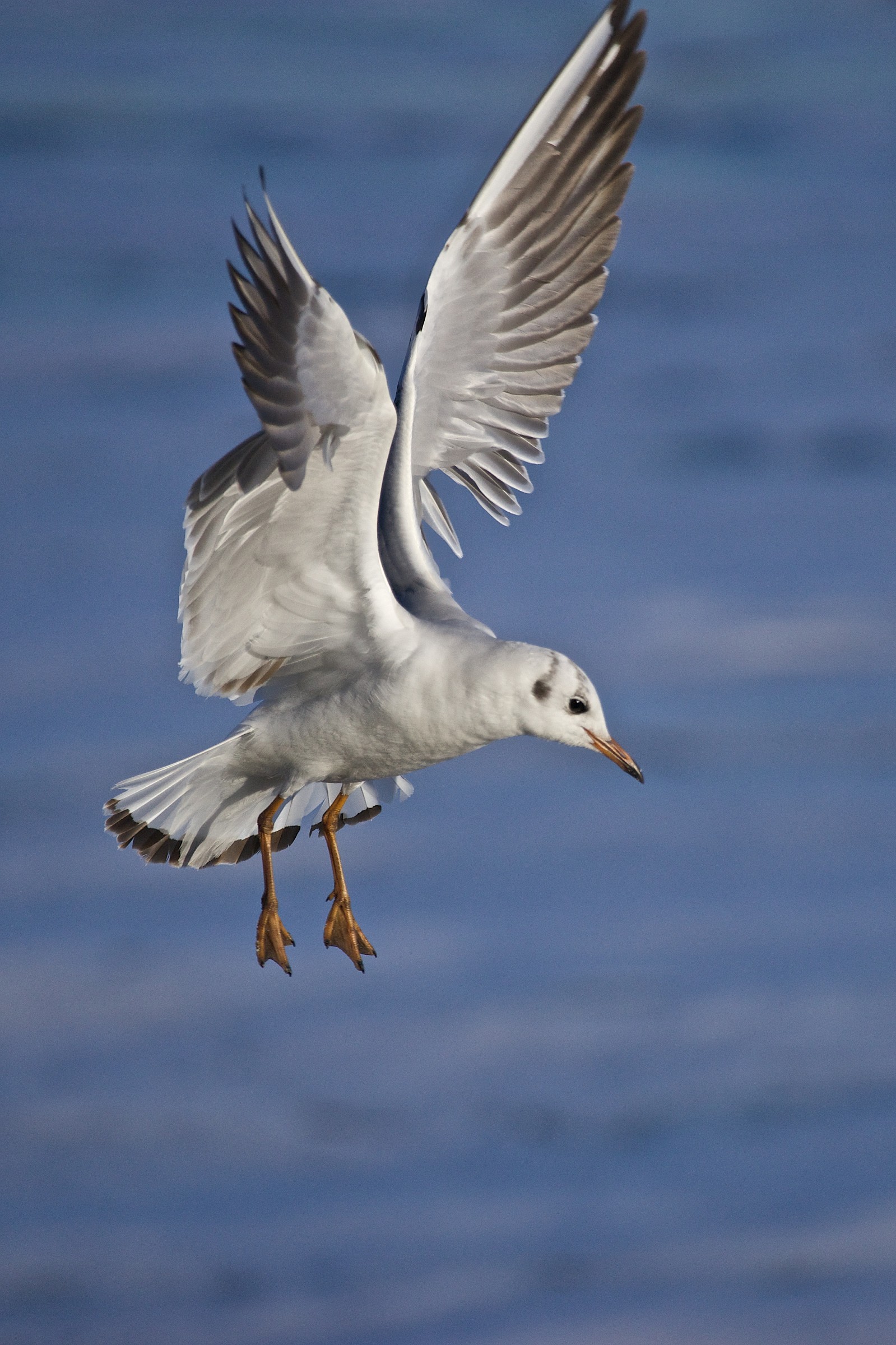 Seagull