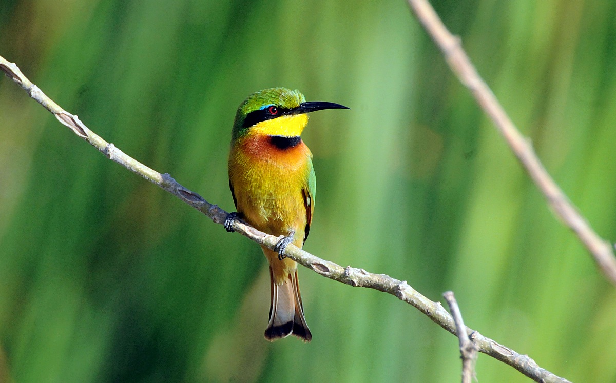 Little Bee-eater - Merops orientalis