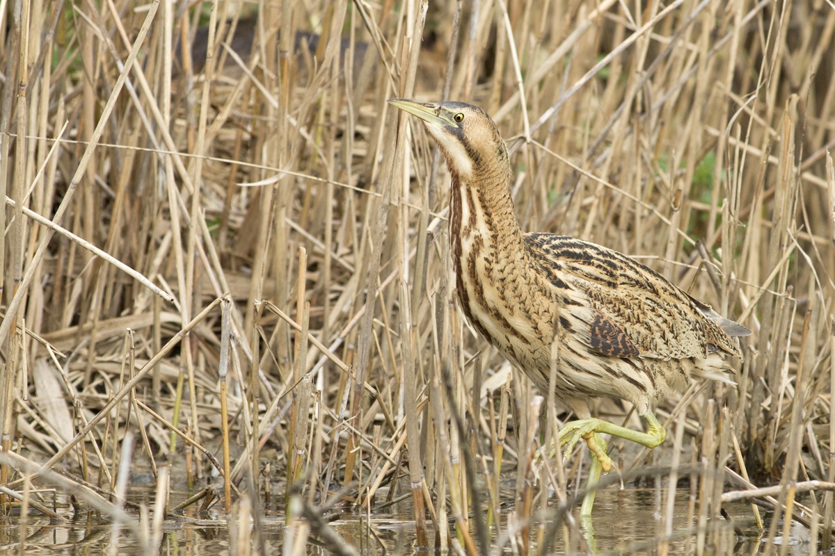 The Bittern
