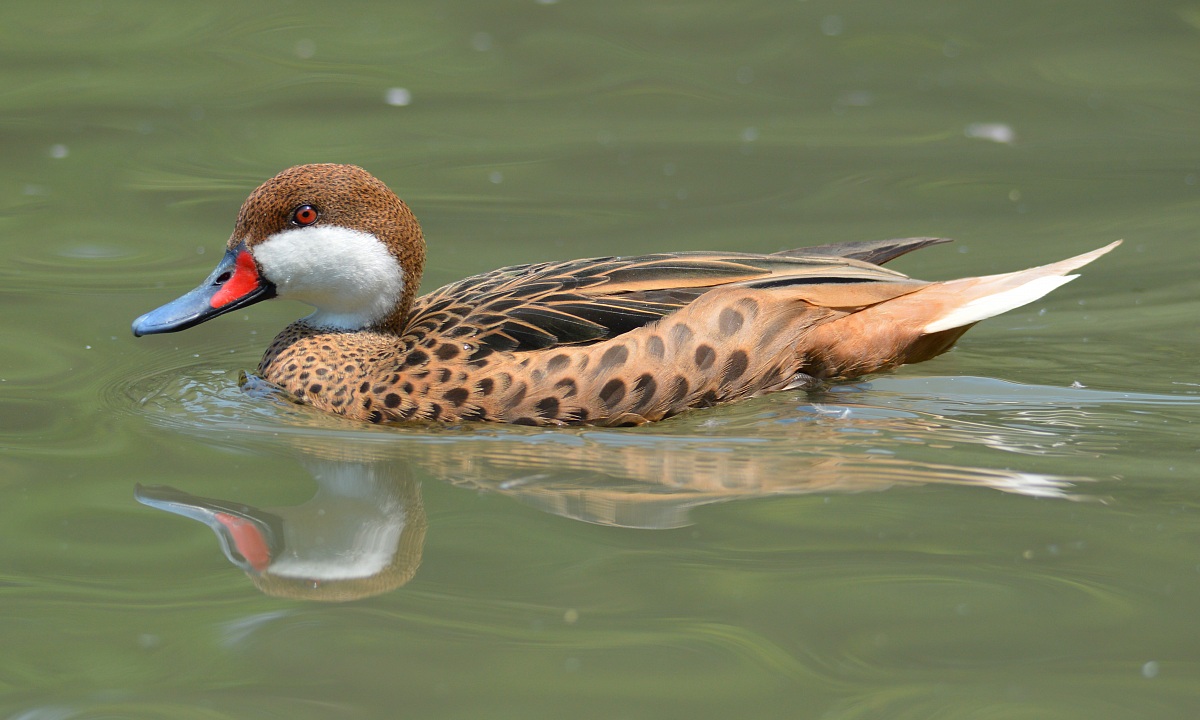 Codone delle Bahamas