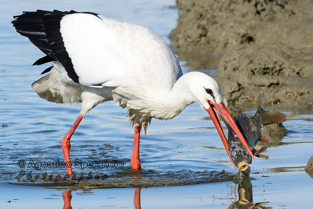 Stork on the hunt 2 of 5