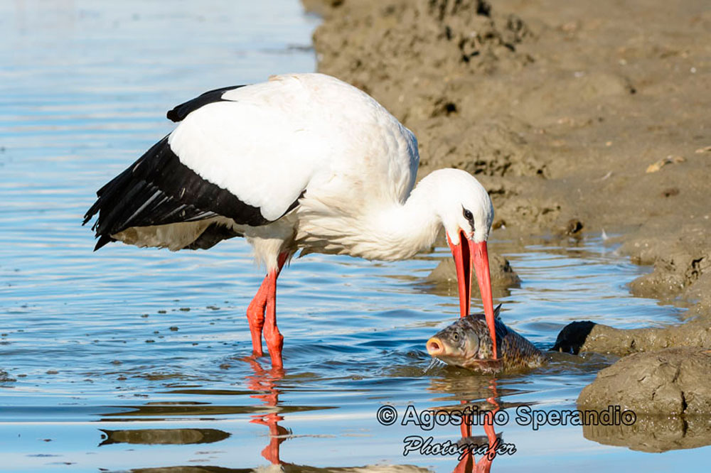 Stork on the hunt 3 of 5