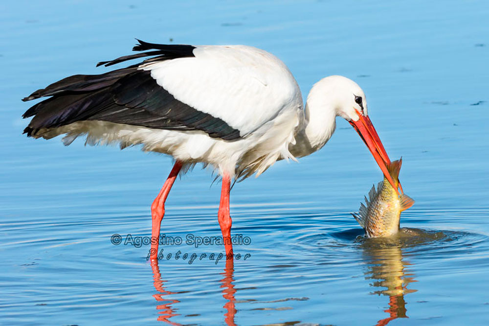 5 of 5 stork hunting