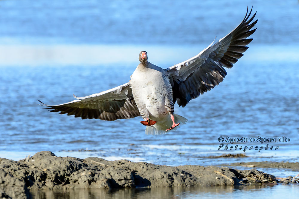 Landing in a crosswind