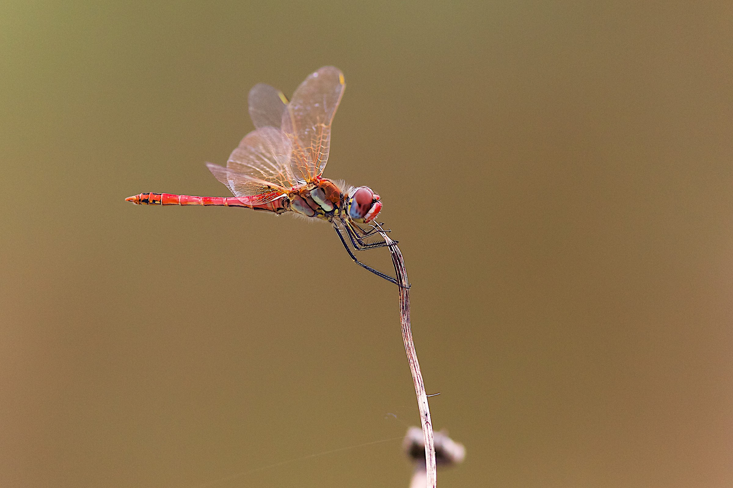 Sympetrum sanguineum