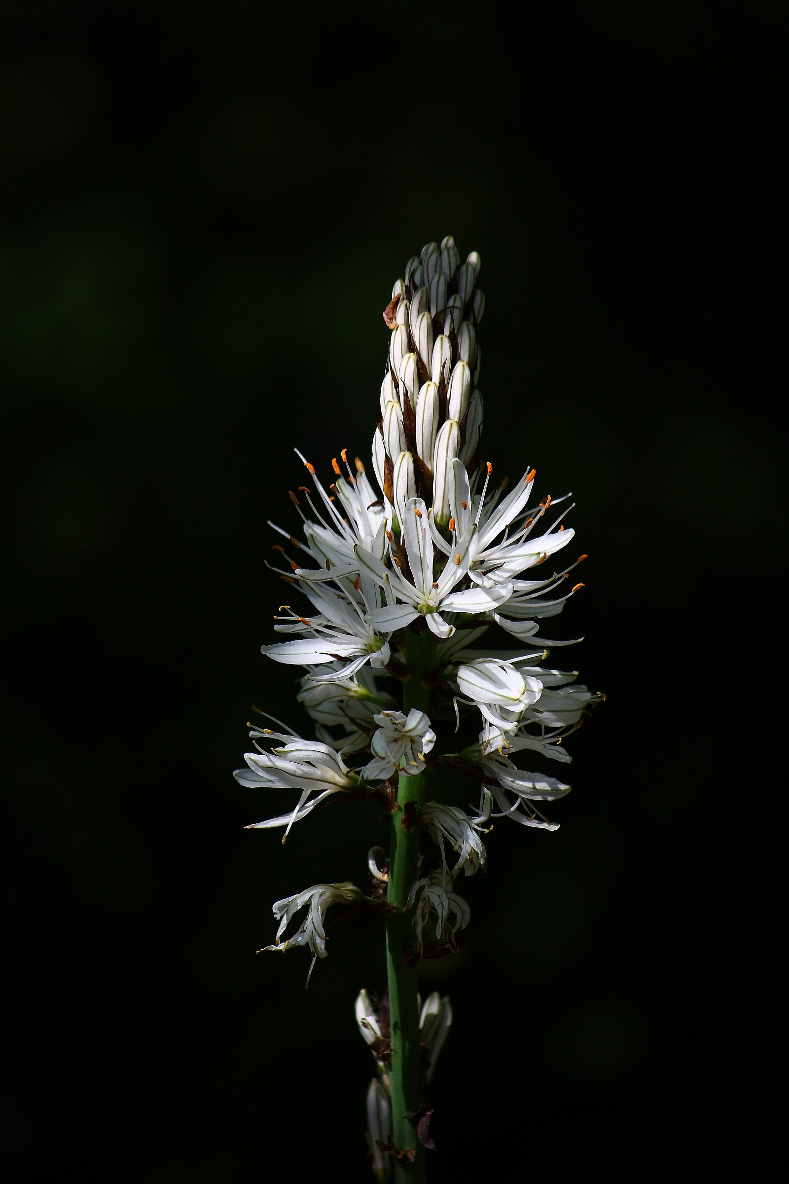 flowers in the night