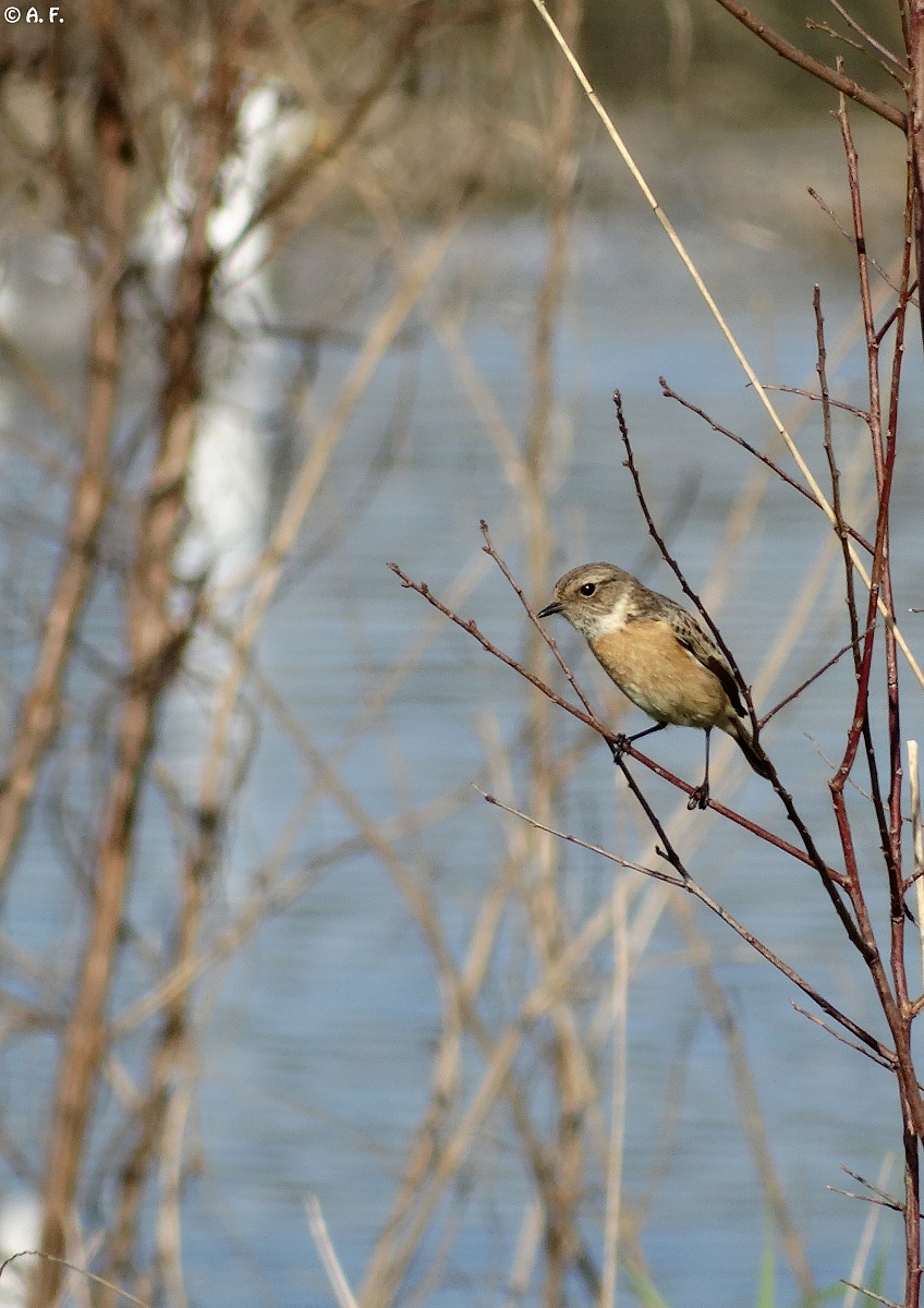 Female Whinchat