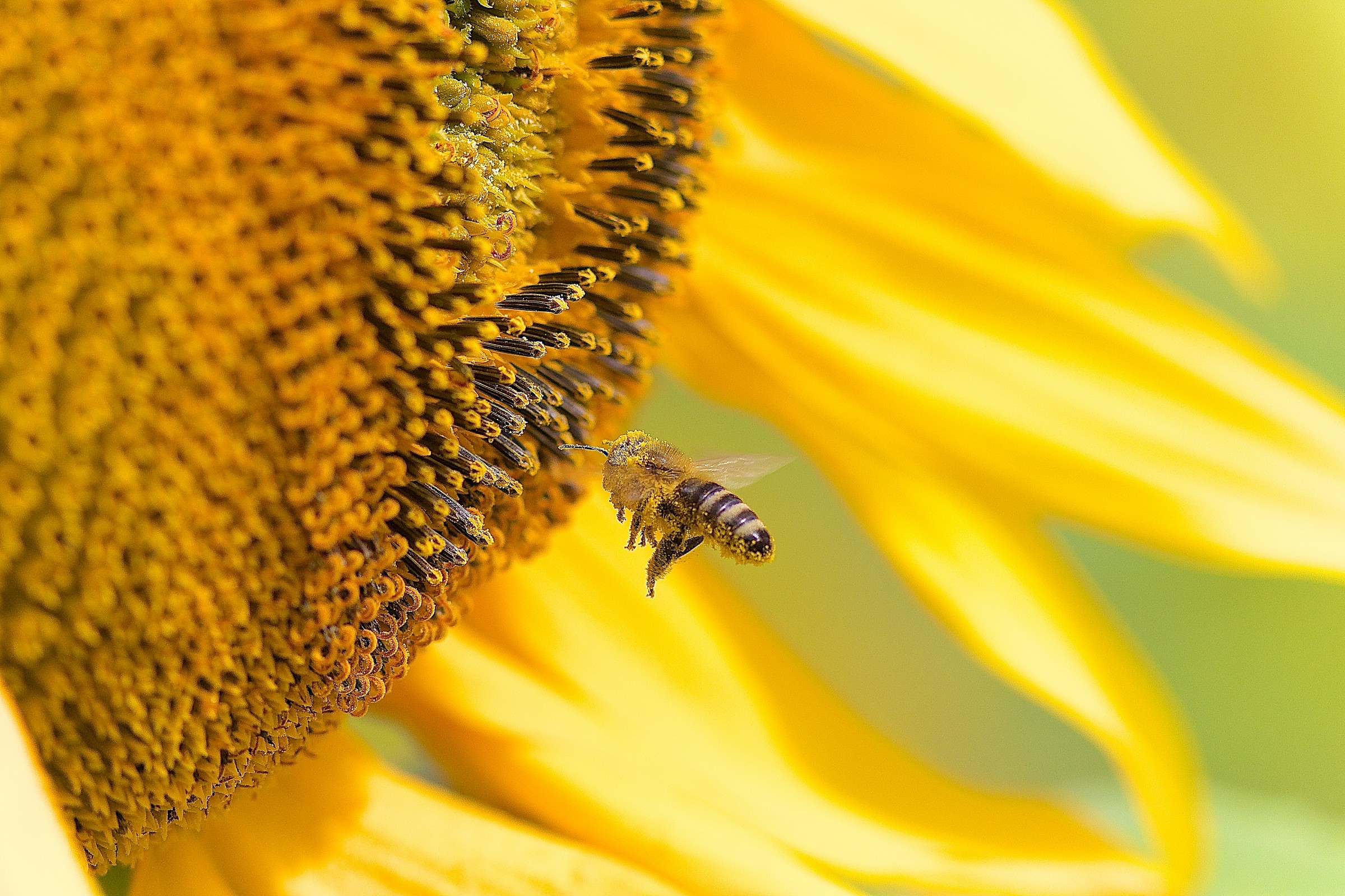 Honeybee and sunflower