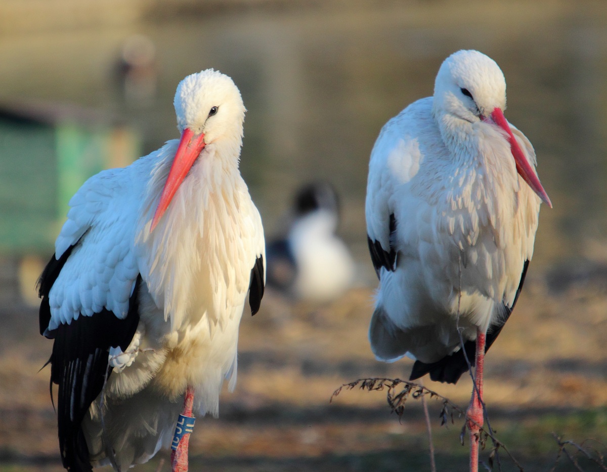 Storks