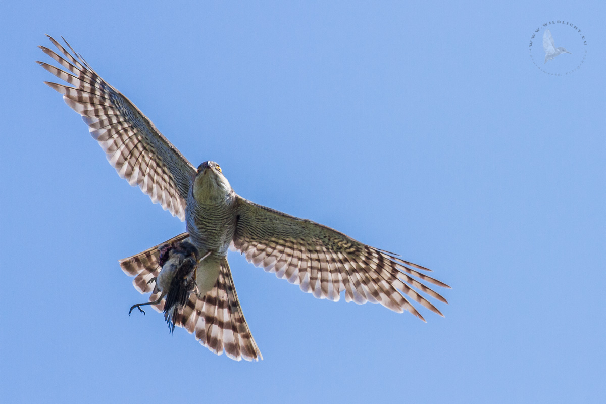 Sparviere con preda.