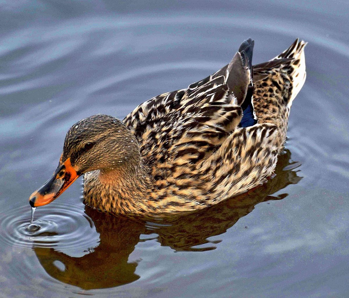 The lakes of Portonovo