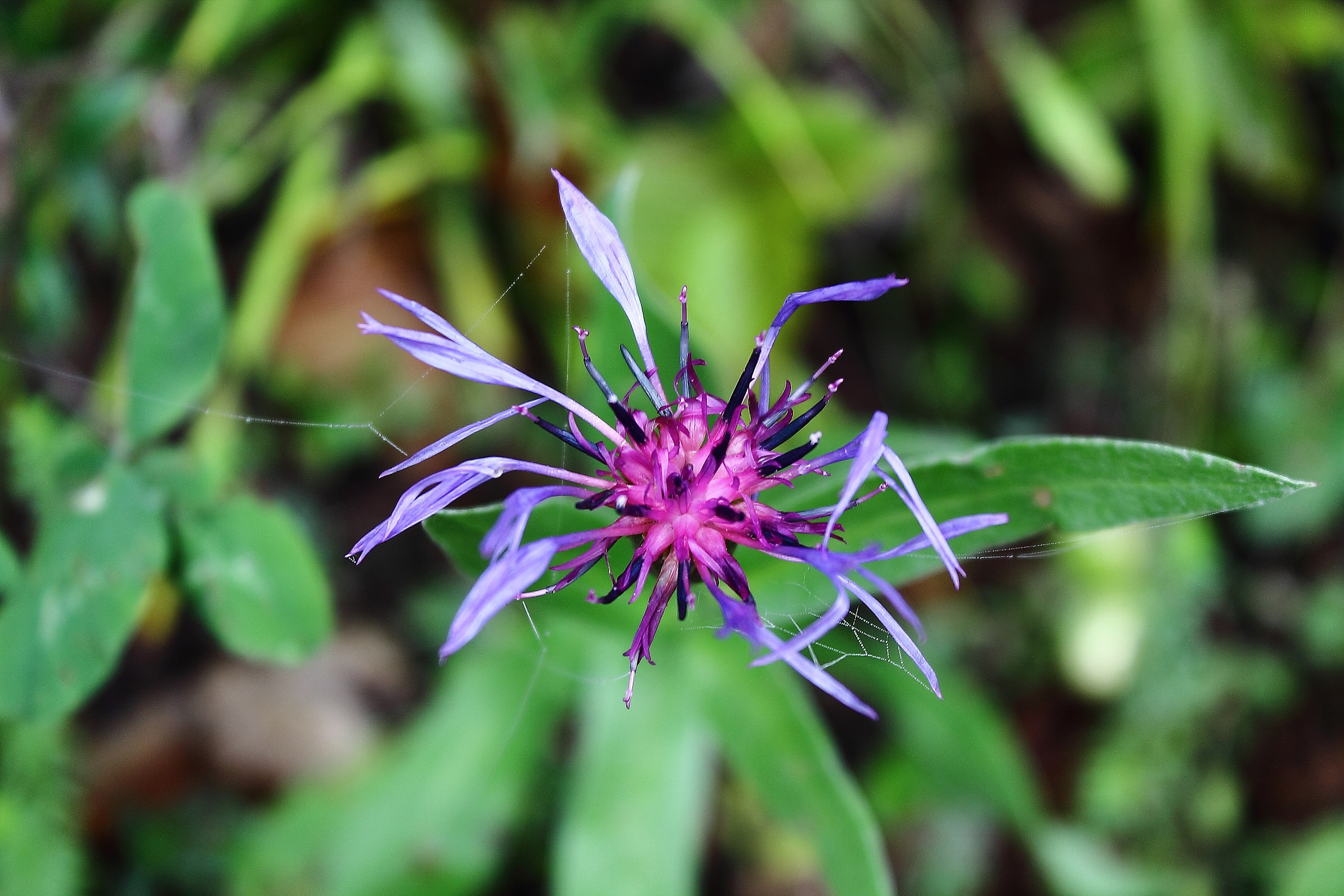 Fiore Solitario.........