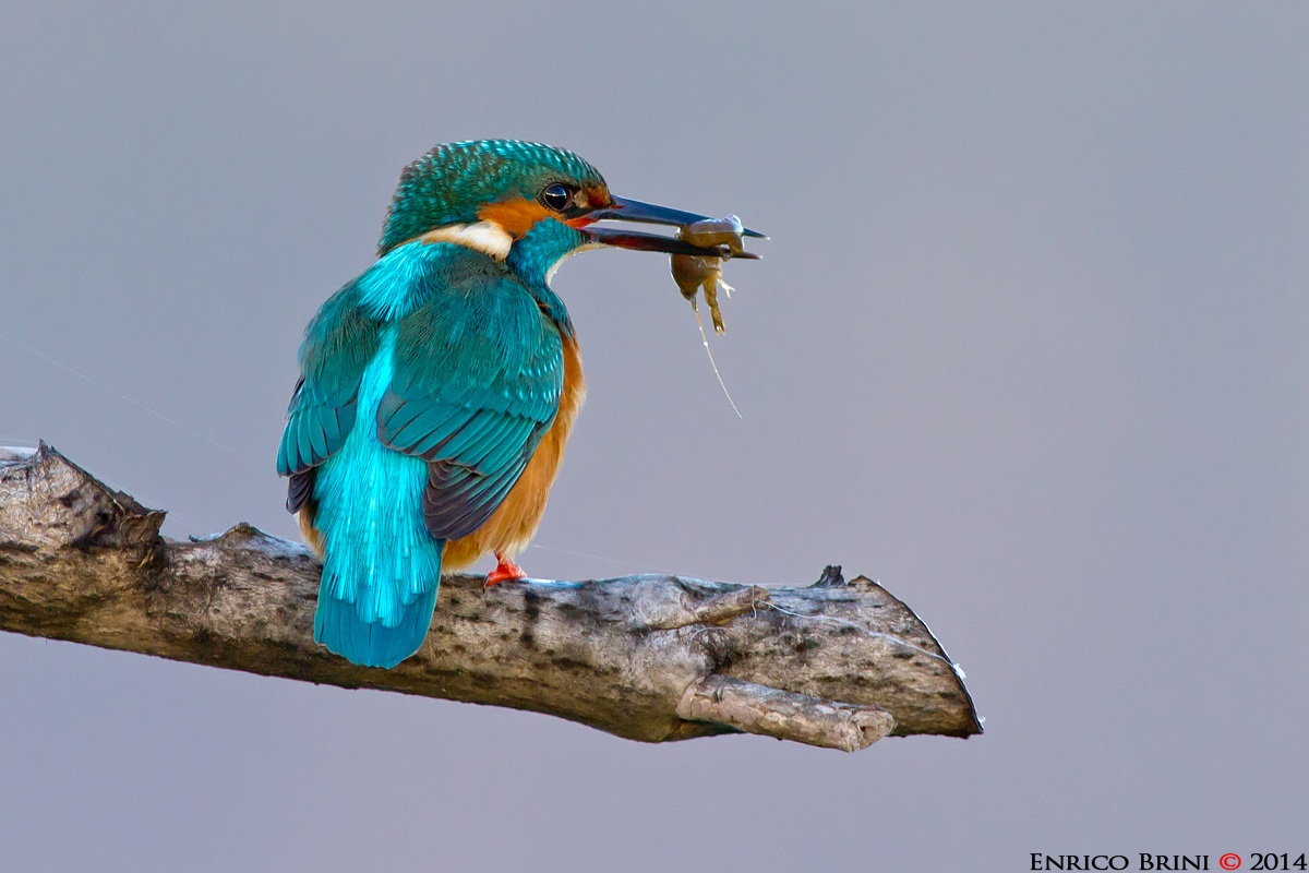 Martin pescatore con preda