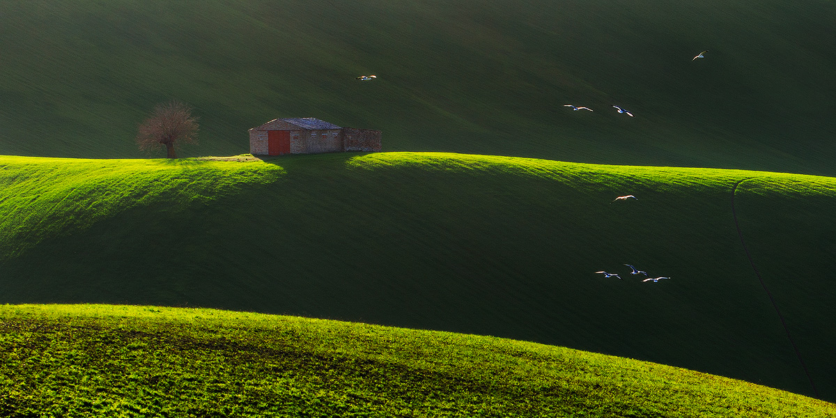 seagulls in the country
